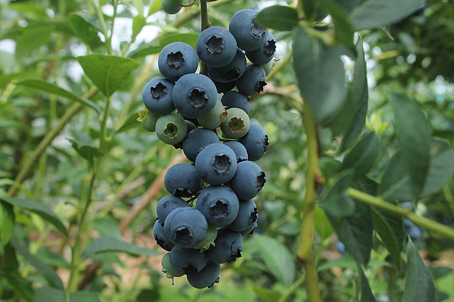 Heidelbeeren_Galerie_2.jpg