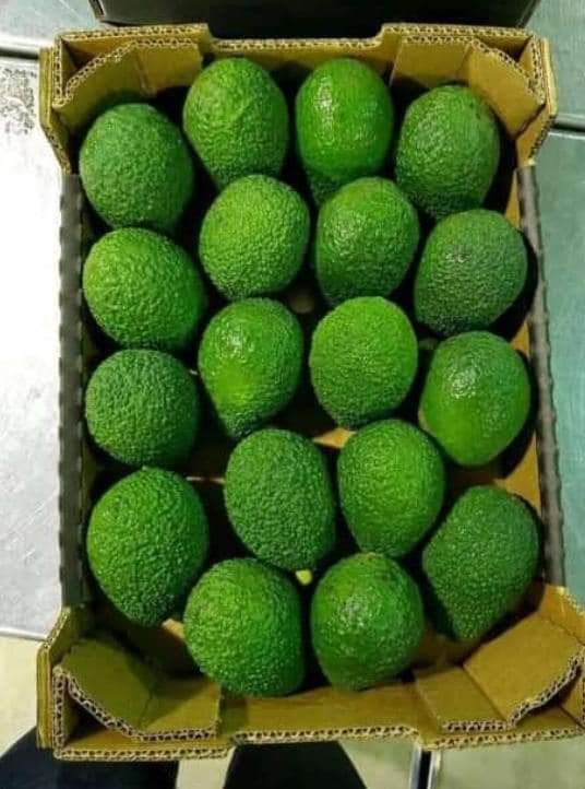 Avocado Morocco2.jpg