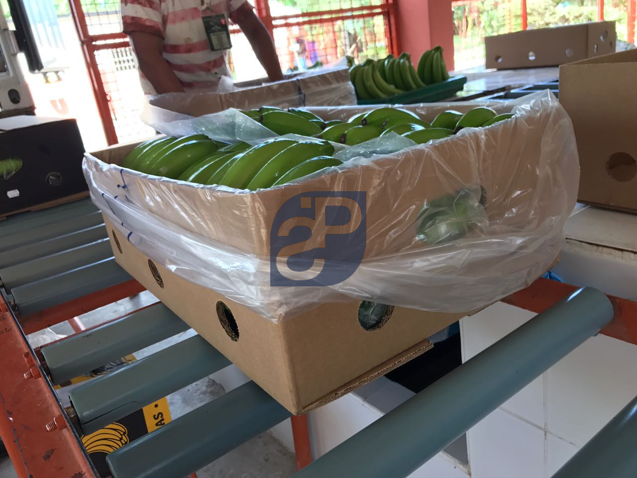 Bananas #20 - Standard & Partners.jpg