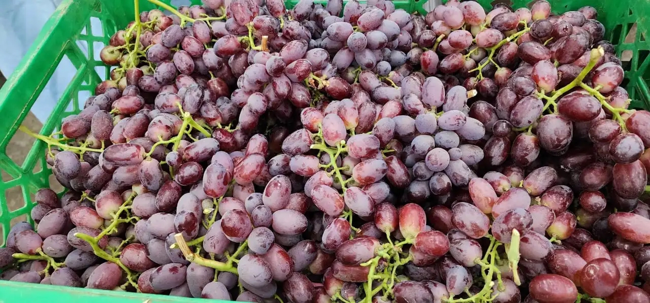 Crimson-Grapes-Egypt-Export-.jpg