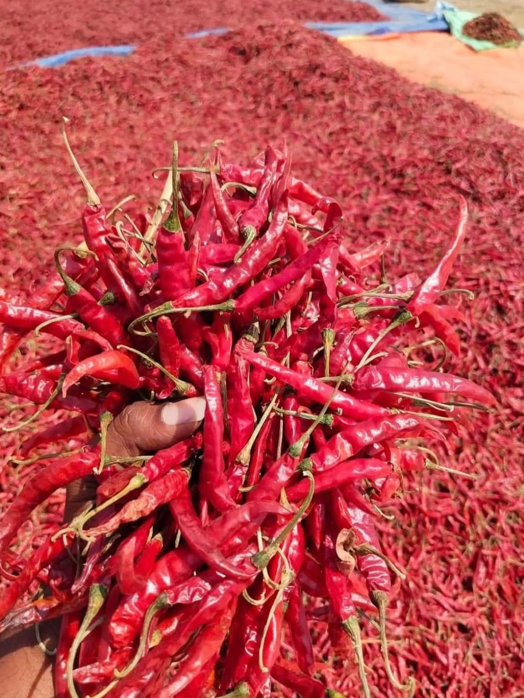 WhatsApp Image 2025-11-18 at 18.09.15.jpeg