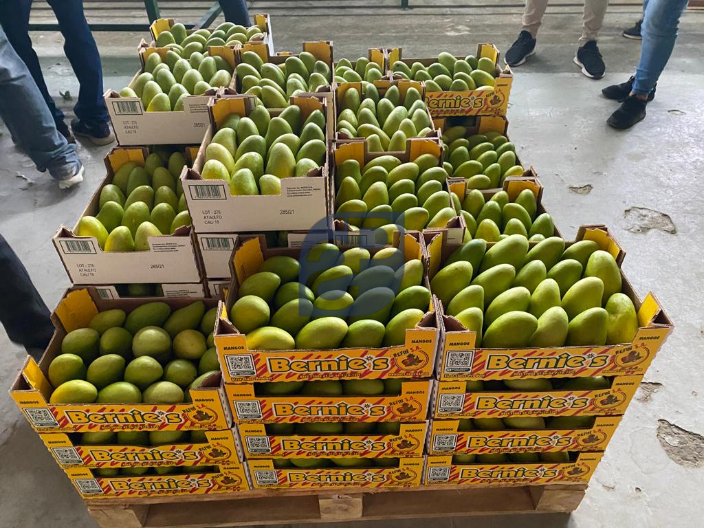 Mango #1 - Standard & Partners.jpg