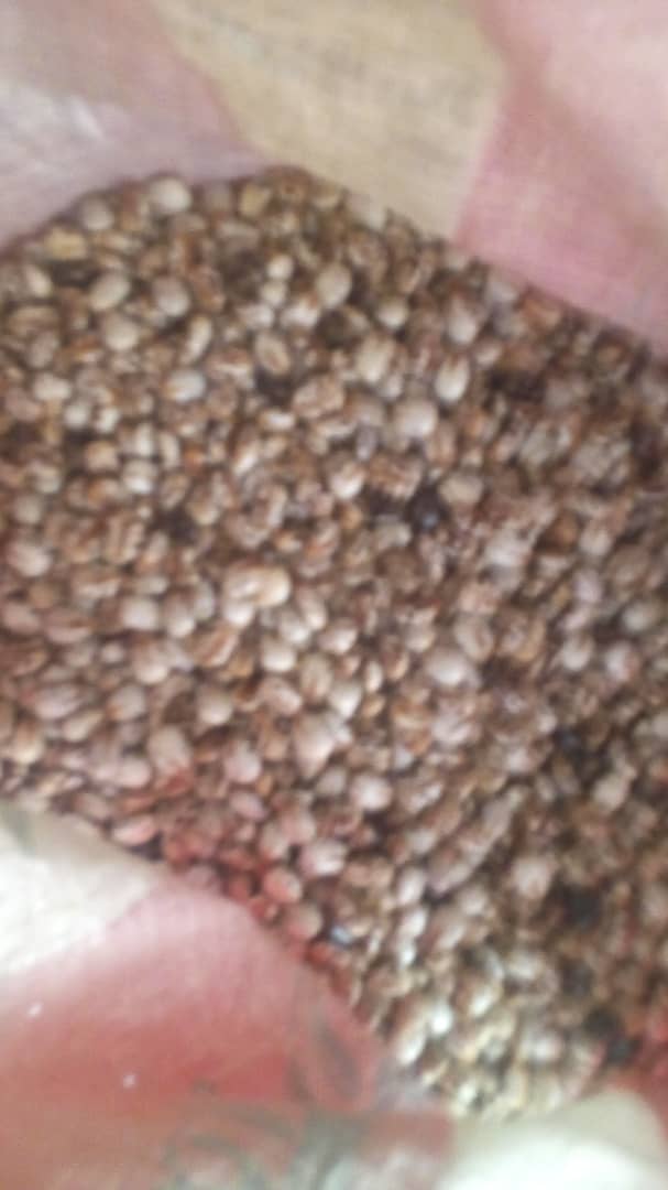 Castor seed2.jpg