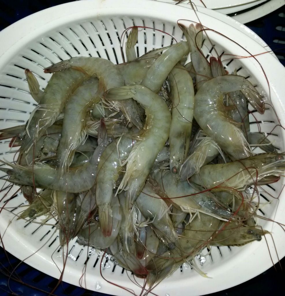 White-PanamaPacificShrimp-988x1024.jpg