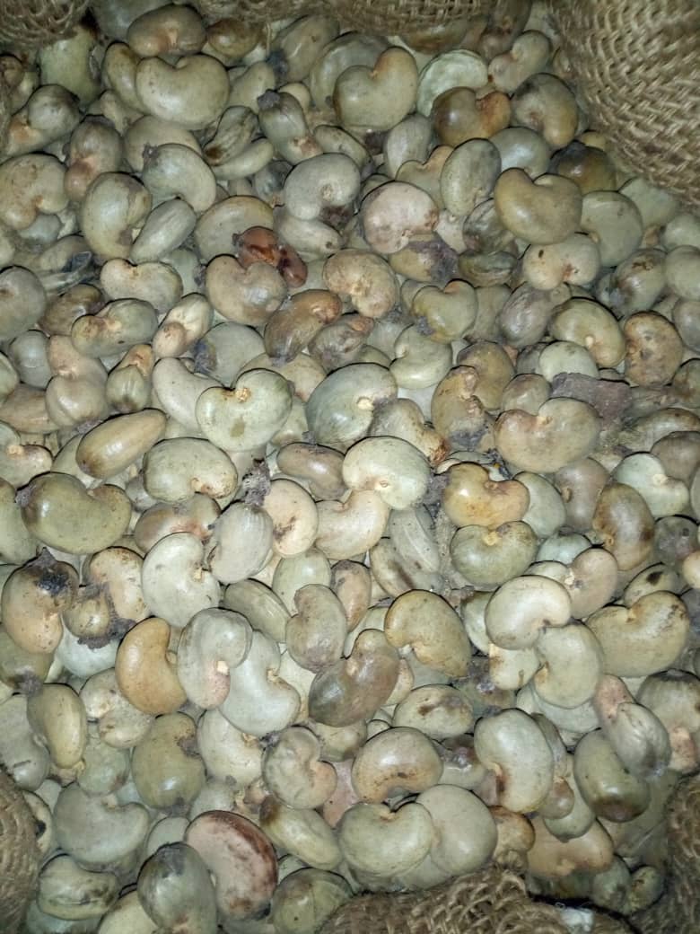 Raw Cashew1.jpeg
