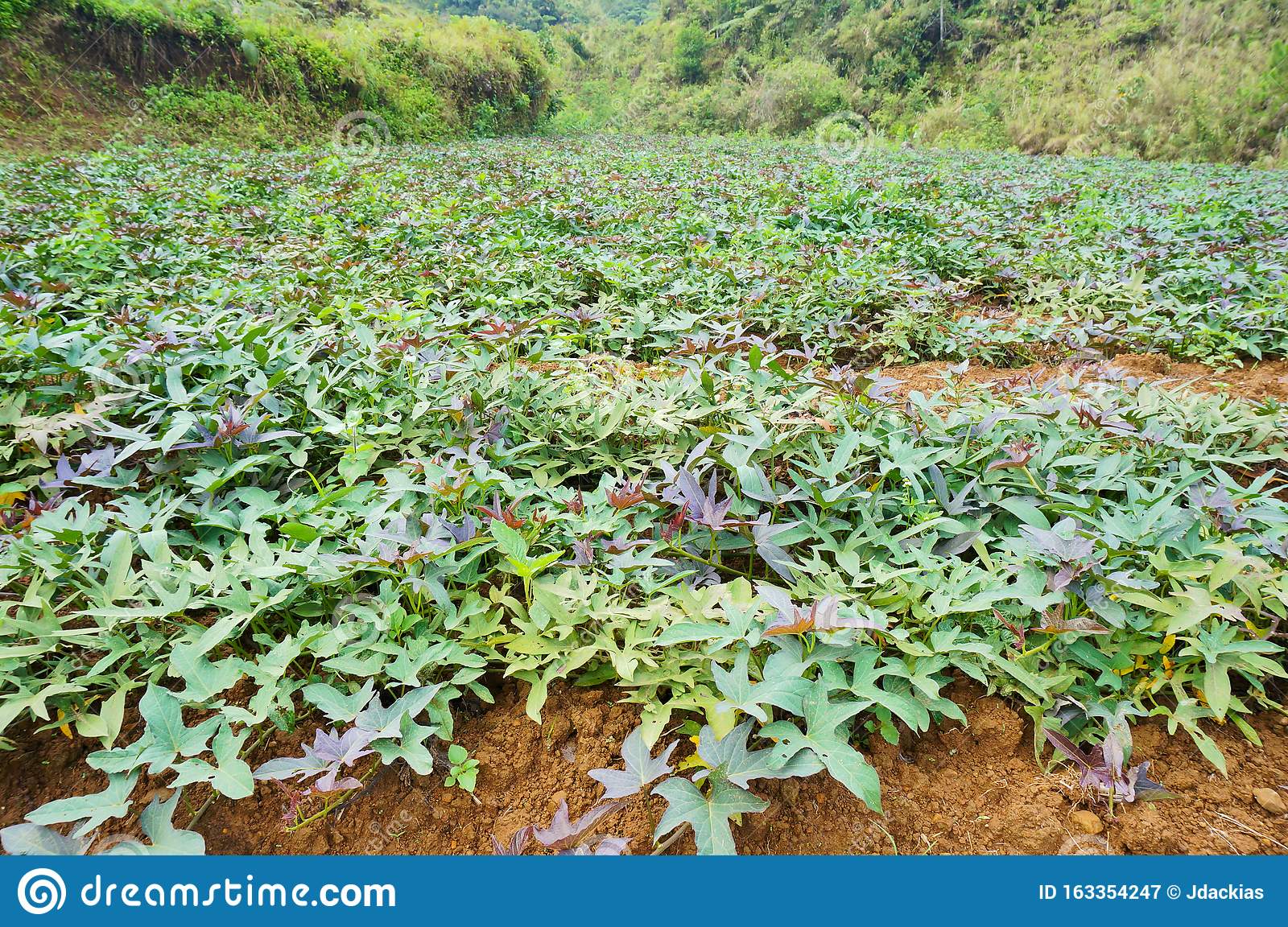 sweet-potato-farm-benguet-cordillera-administrative-region-sweet-potato-farm-benguet-cordillera-administrative-region-163354247.jpg