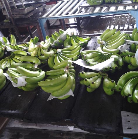banana3.jpg