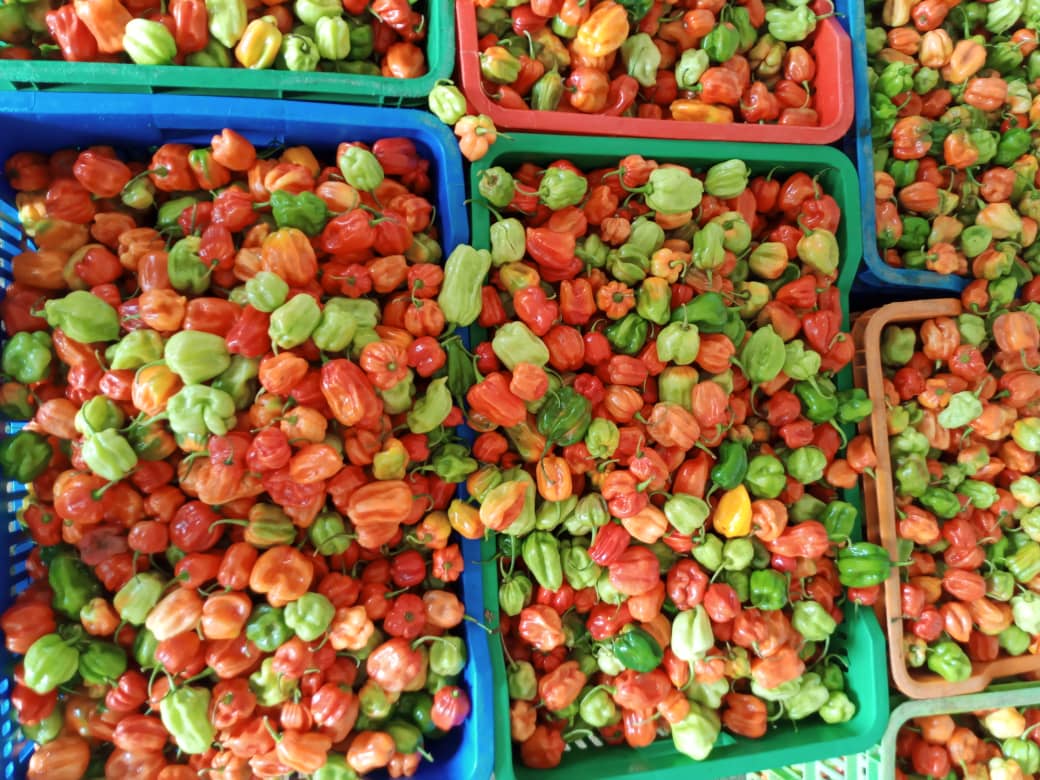 Piment_habanero_ouganda_jona#kodra-export_3.JPG