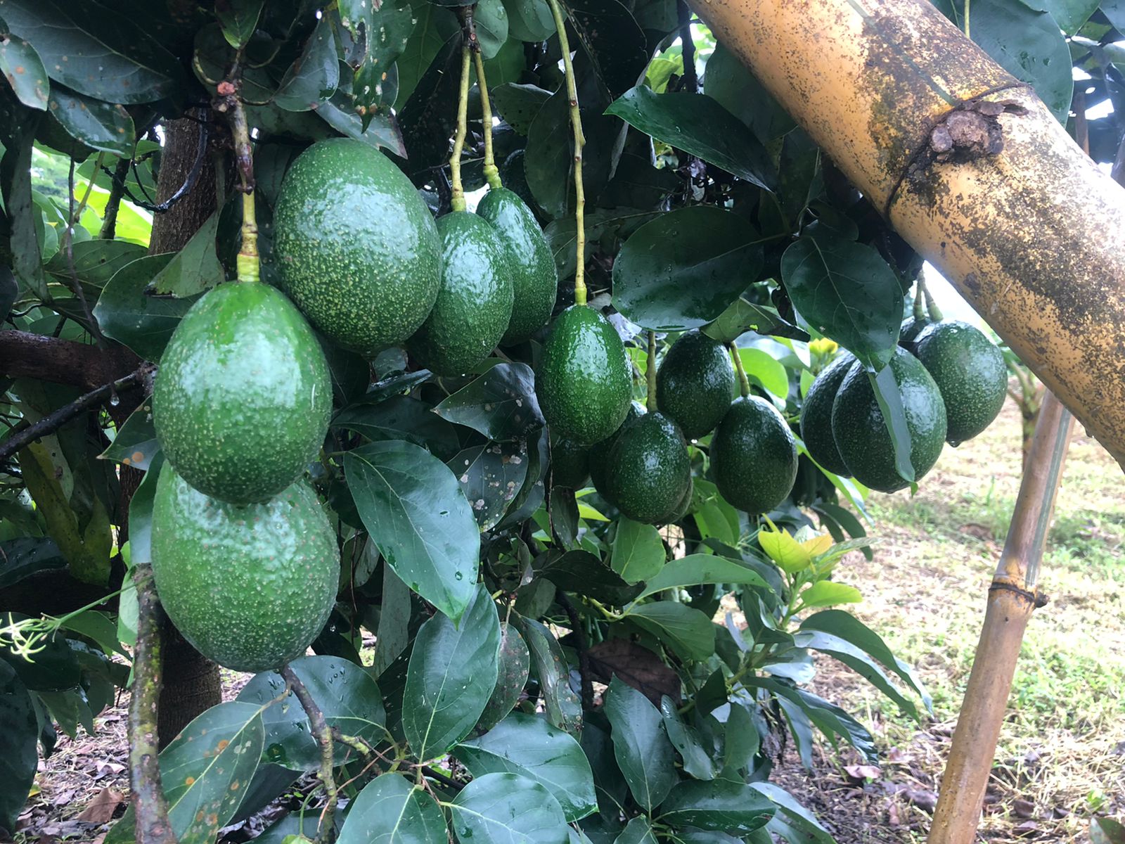AGUACATE 2.jpg