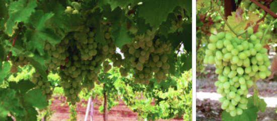 Grapes_5.png