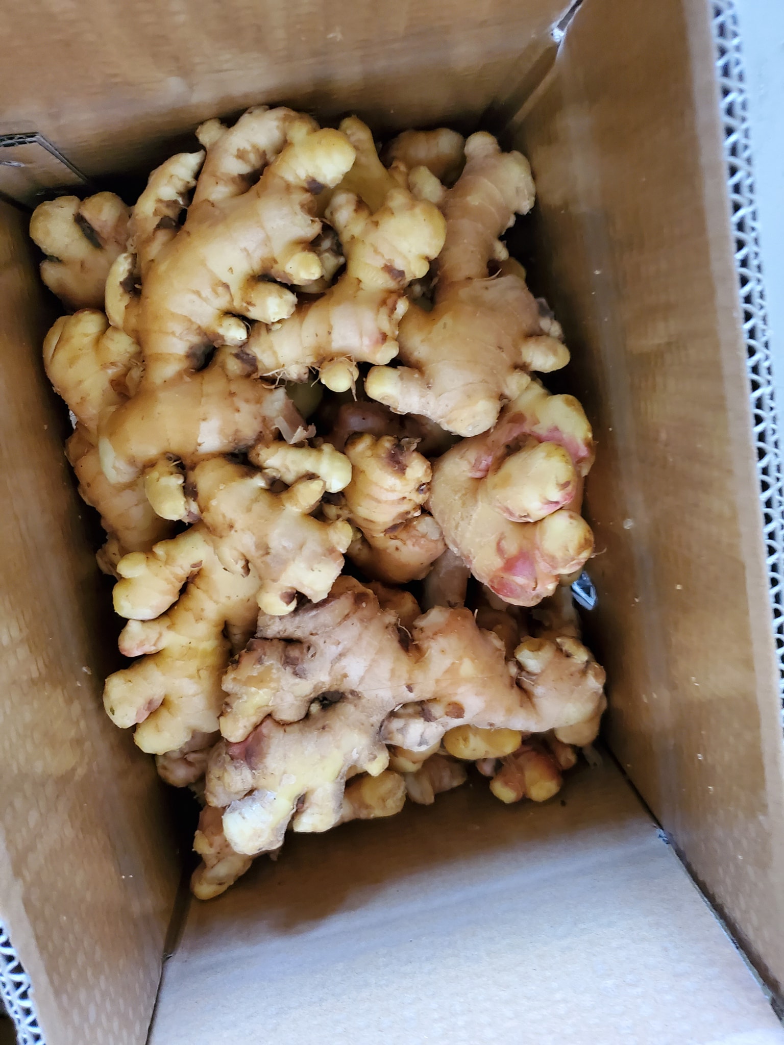 ginger-3.jpg