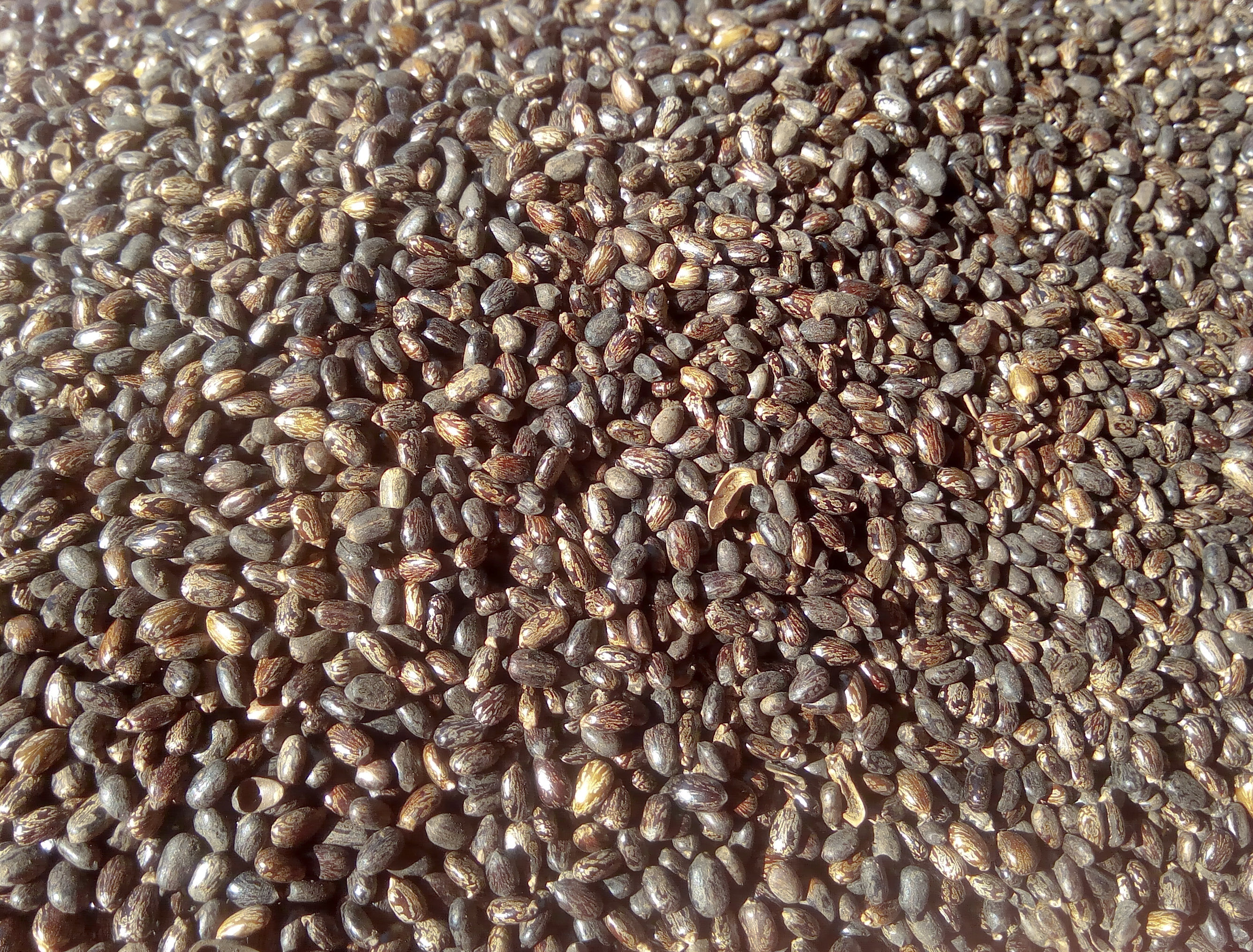 Ricin (4).jpg