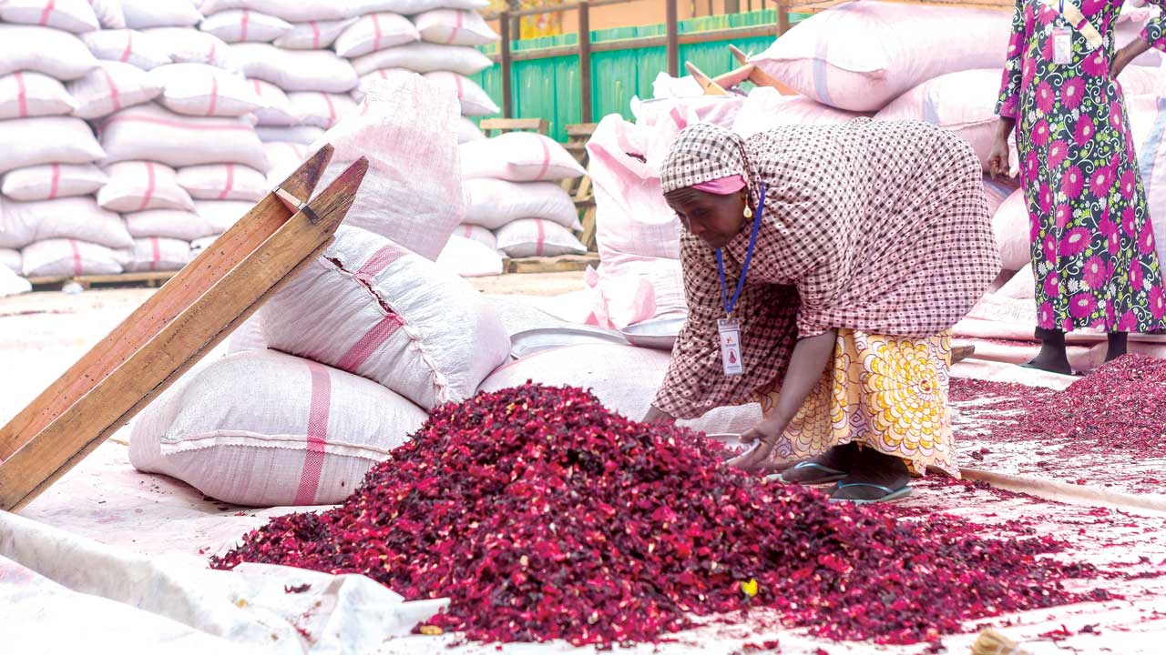 Hibiscus.jpeg
