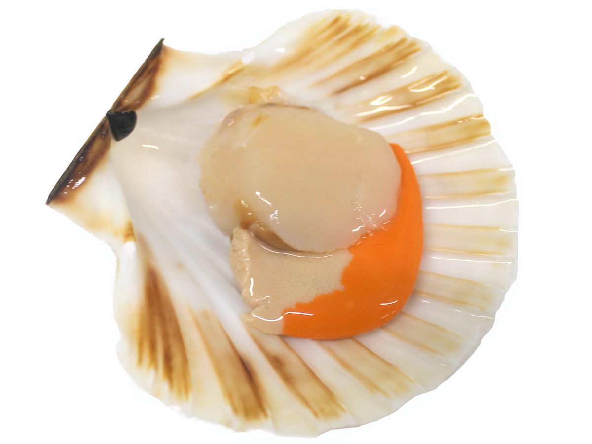 Hebridean King Scallop in half shell – 1 piece 1200x900.jpg