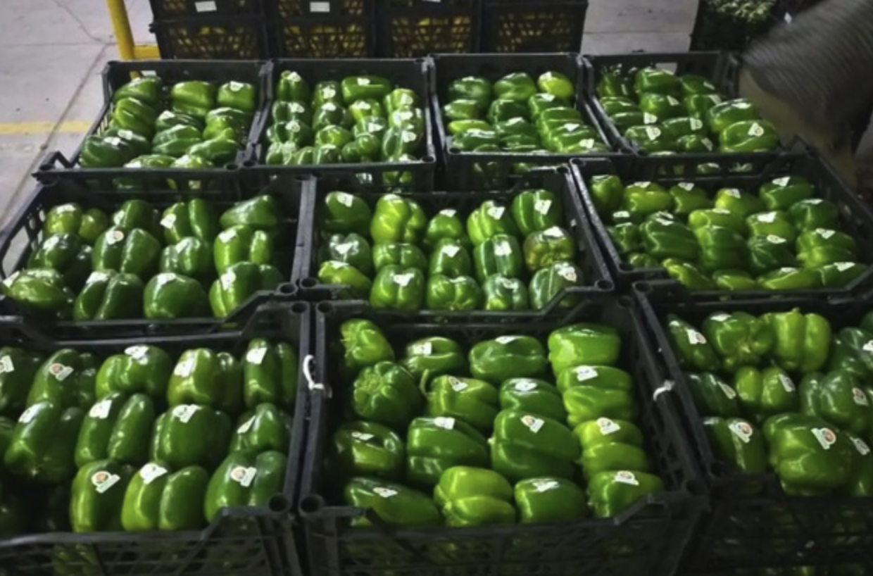 Capsicum Bell Peppers.png
