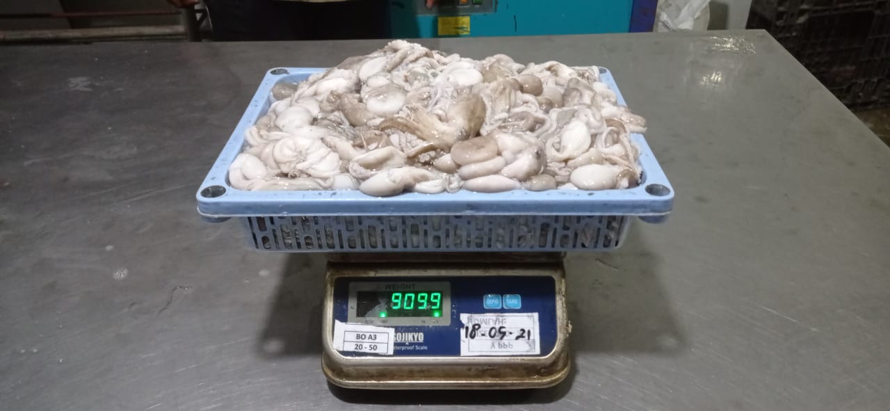 Baby Octopus_20-50_Thawed_NW.jpeg