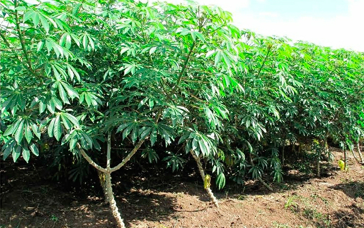 yuca.jpg