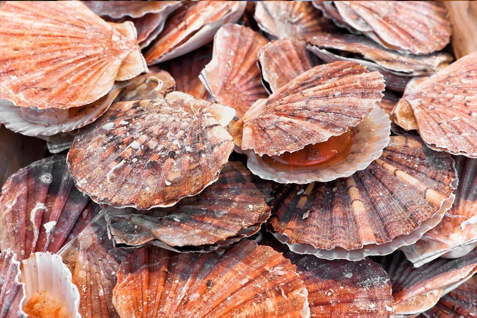 s960_scallops.jpg