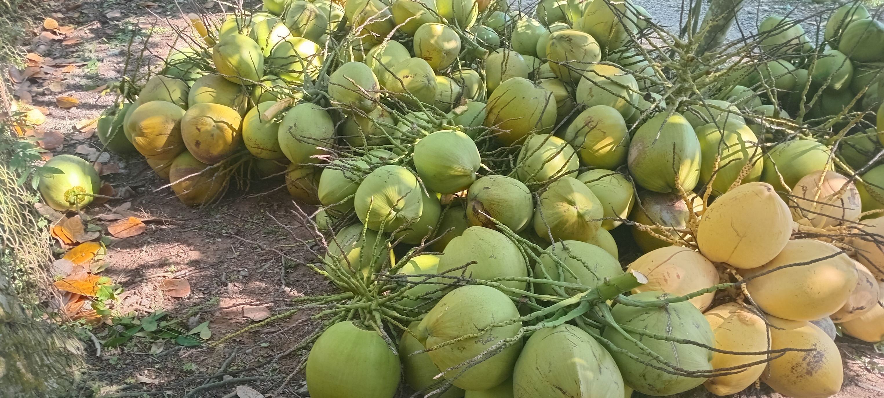 dừa tươi.jpg