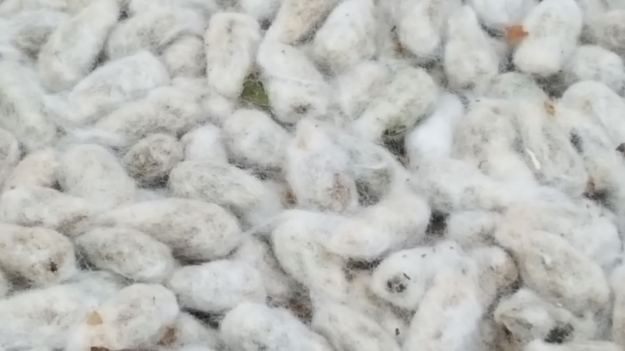 COTTON SEED  (10).jpeg