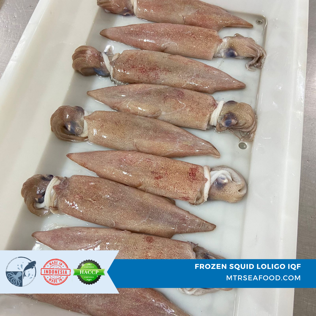 FROZEN SQUID LOLIGO IQF  MTRSEAFOOD.COM.png