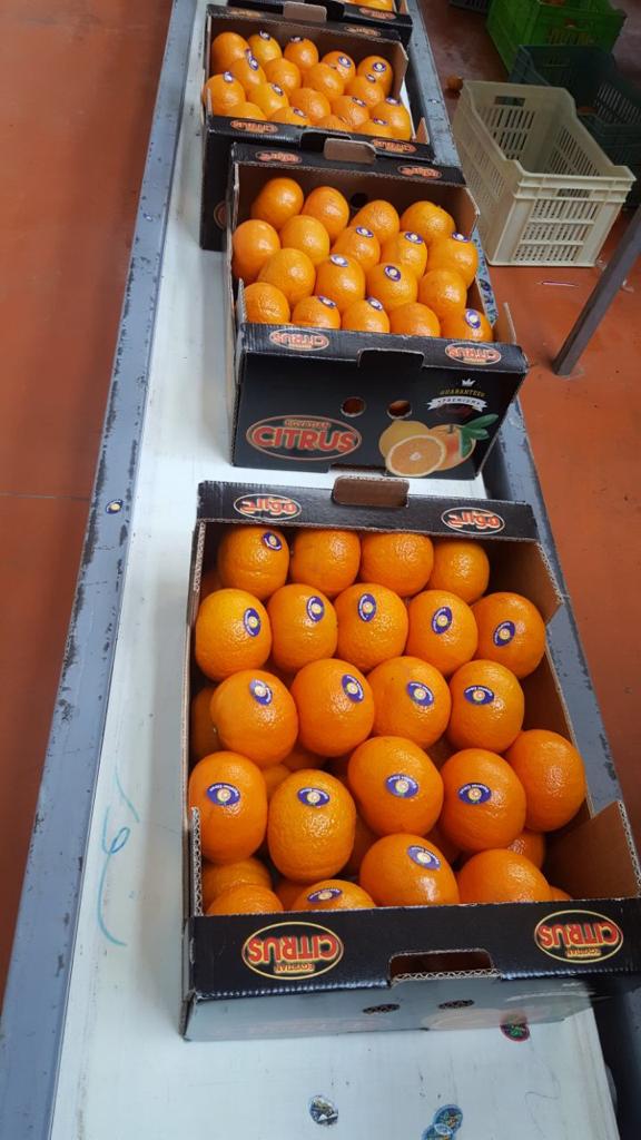 Packed Oranges.jpg