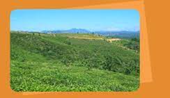 Indochine Estates Coffee - Estate