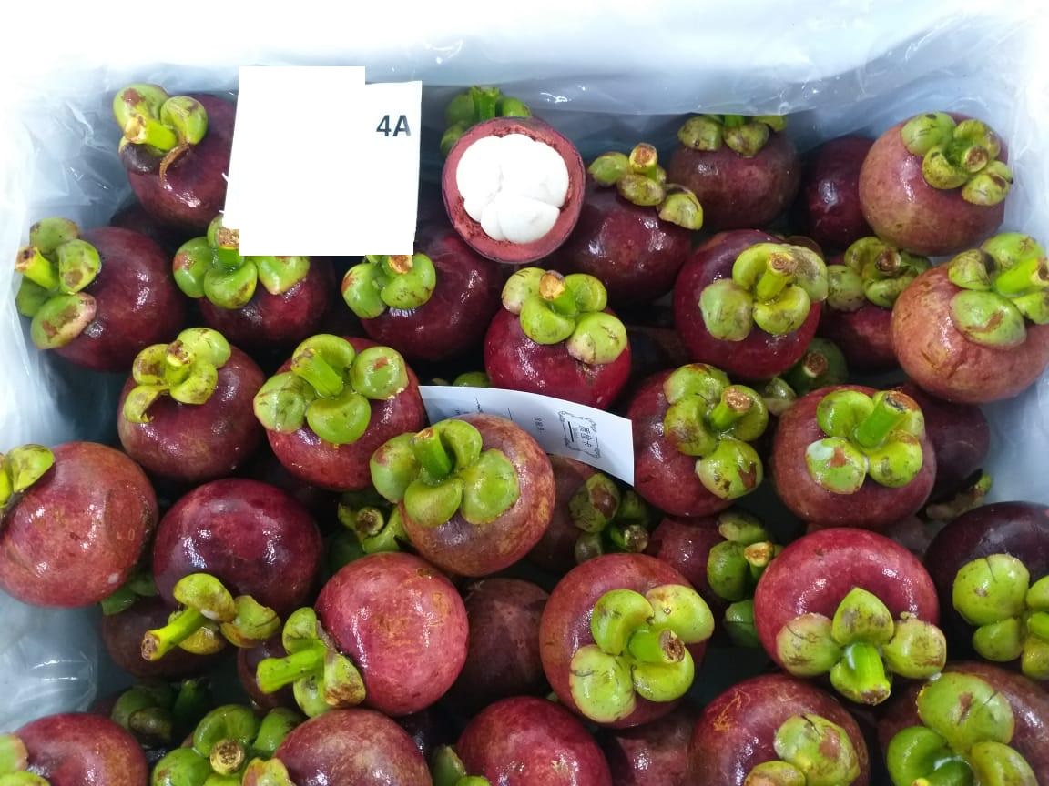 10_Mangosteen_SP1_4A.jpeg