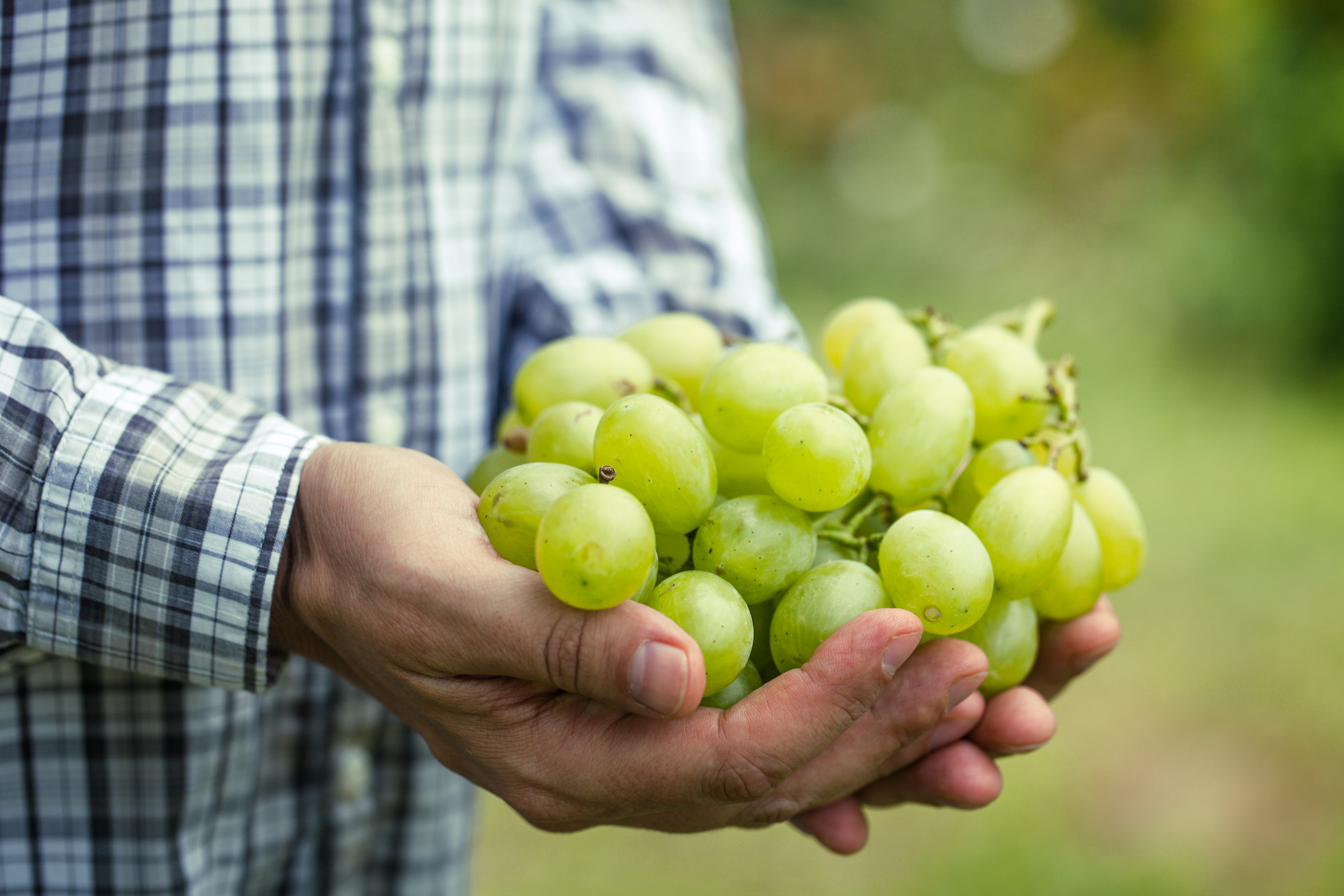 grapes-2023-11-27-05-11-07-utc.jpg