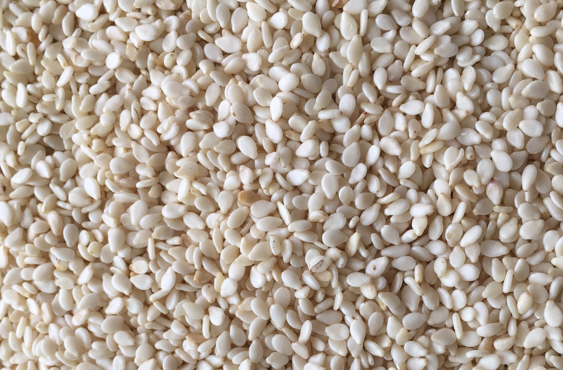 White Sesame seed.JPG