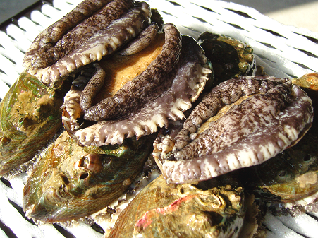 Abalone 3.png