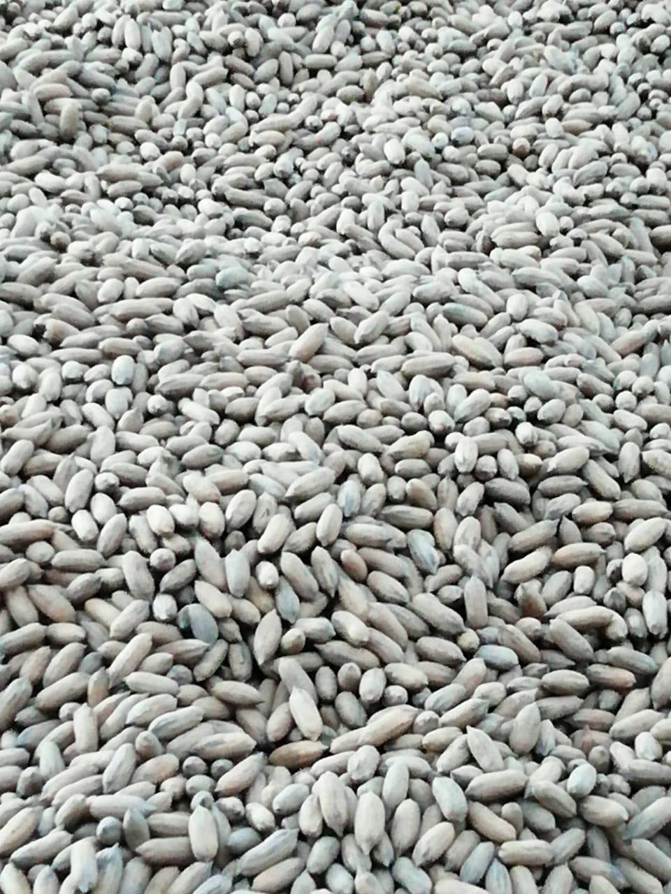 Peruvian Fresh Products - Pecans 3.jpg