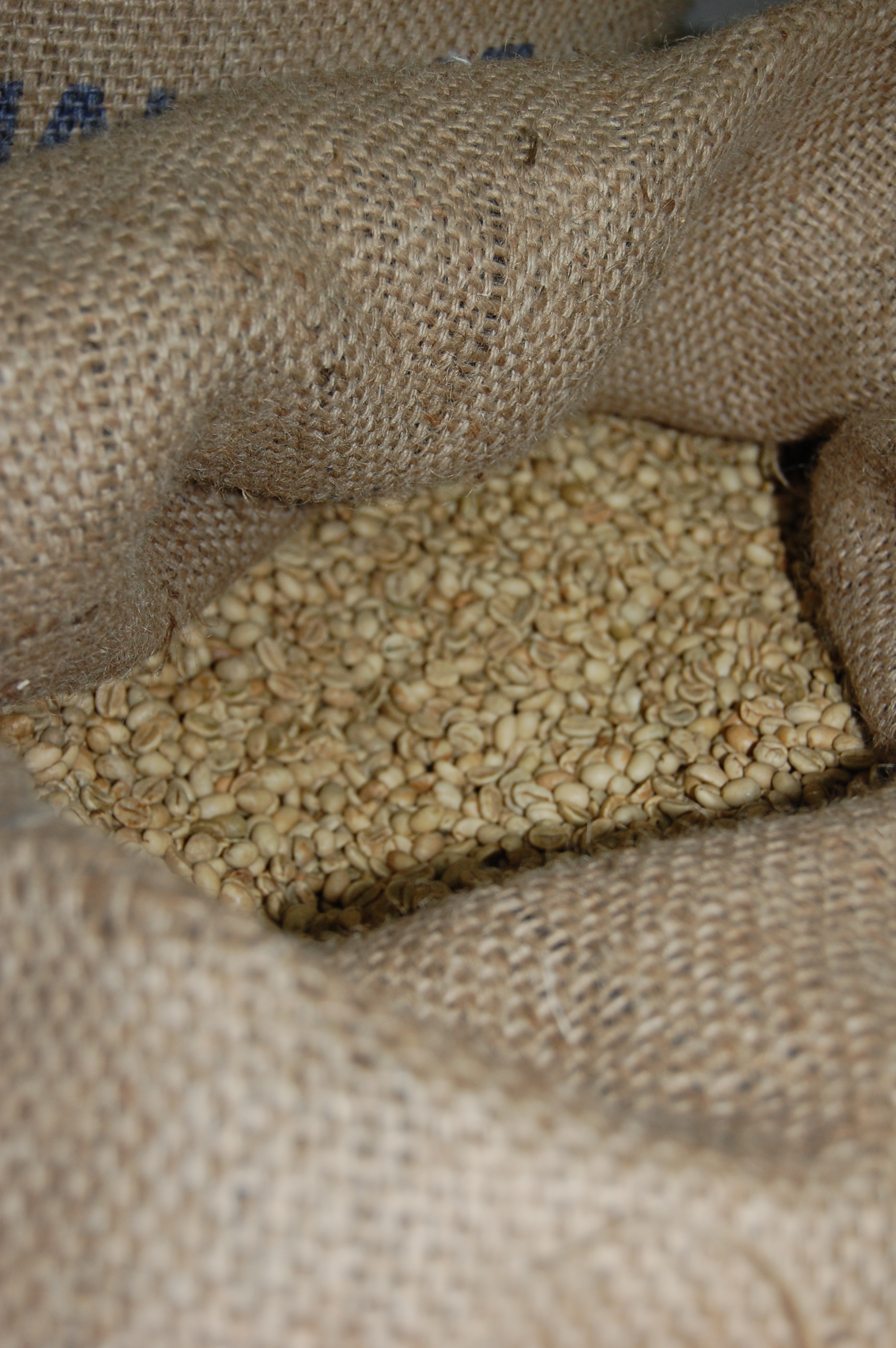 green-beans gagarii.jpg