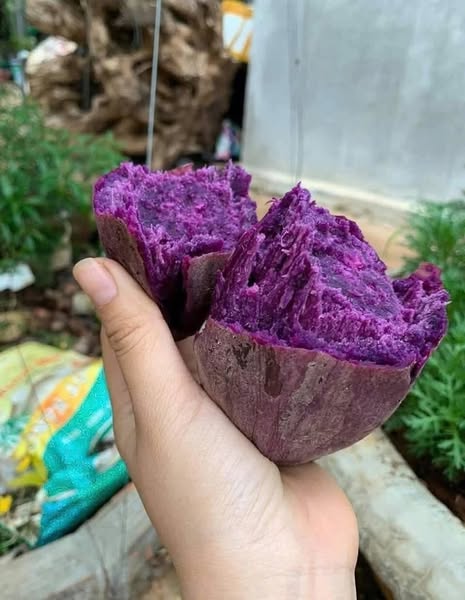 Purple_Sweet_Potatoes_KL_tim_1.jpg