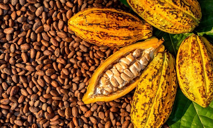 Cocoa-Bean-Prices-Per-Ton-and-Kilo.jpg