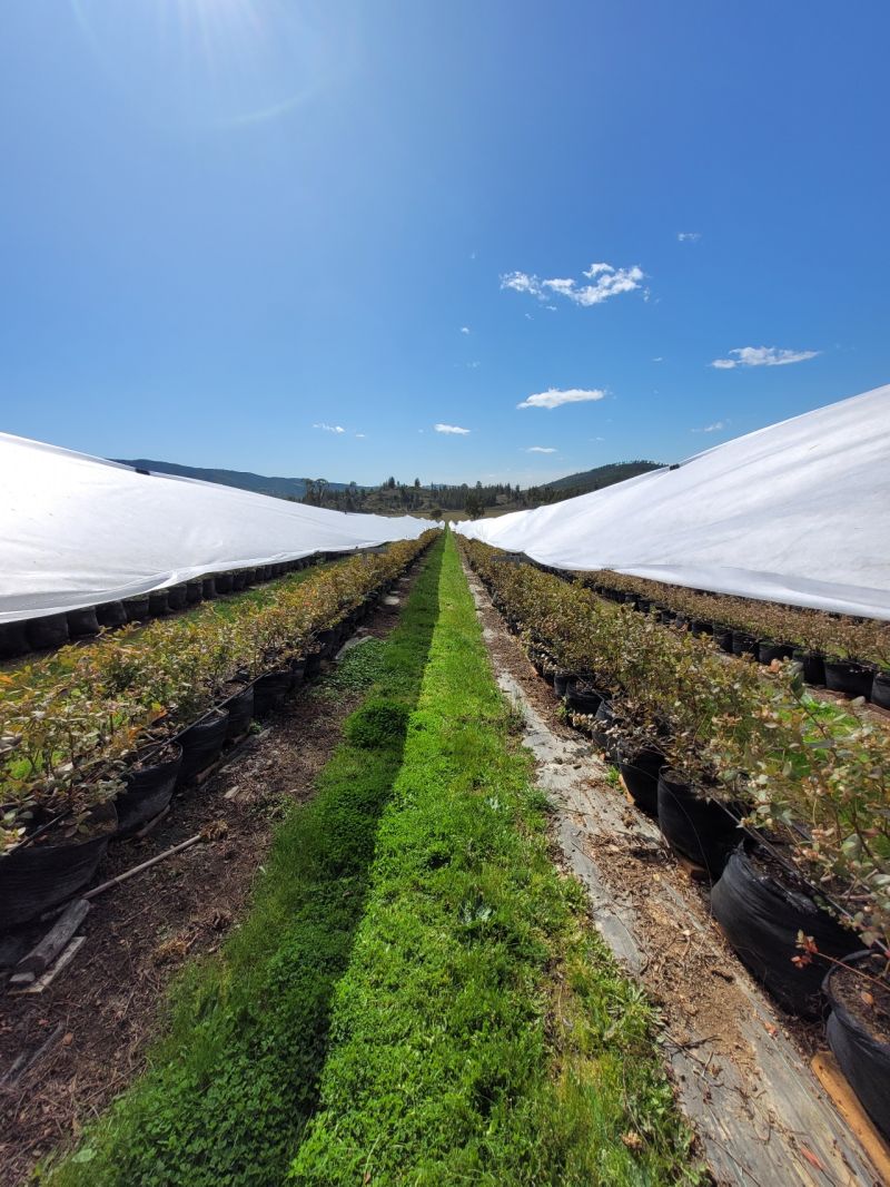 Exportadora Sol del Maule SPA - Blueberry Plantation