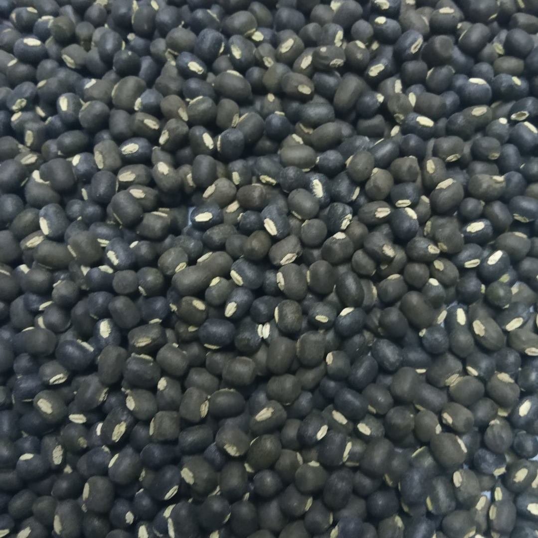 Black Matpe.jpg