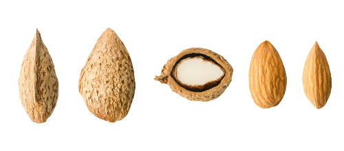 Nonpareil-1bb.png