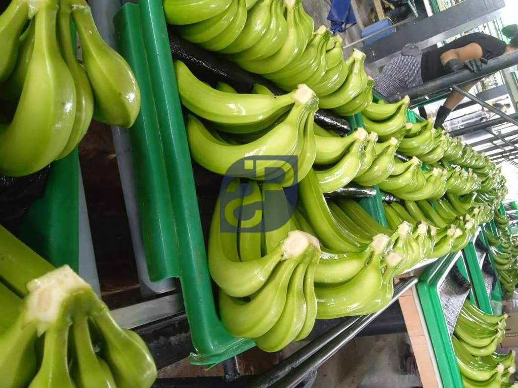 Bananas #10 - Standard & Partners.jpg