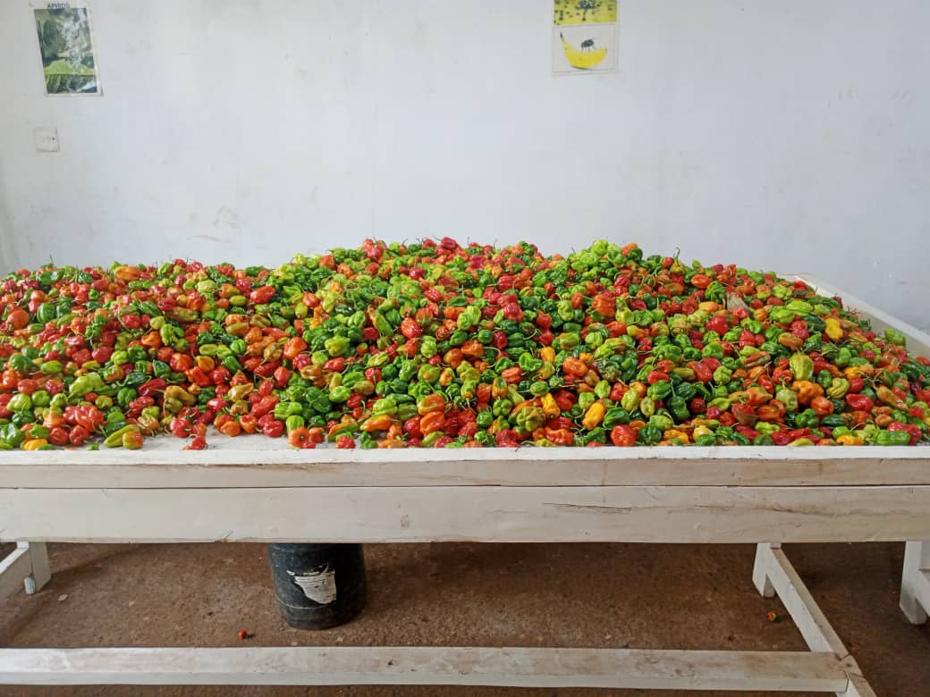 Piment_habanero_ouganda_jona#kodra-export_6.JPG