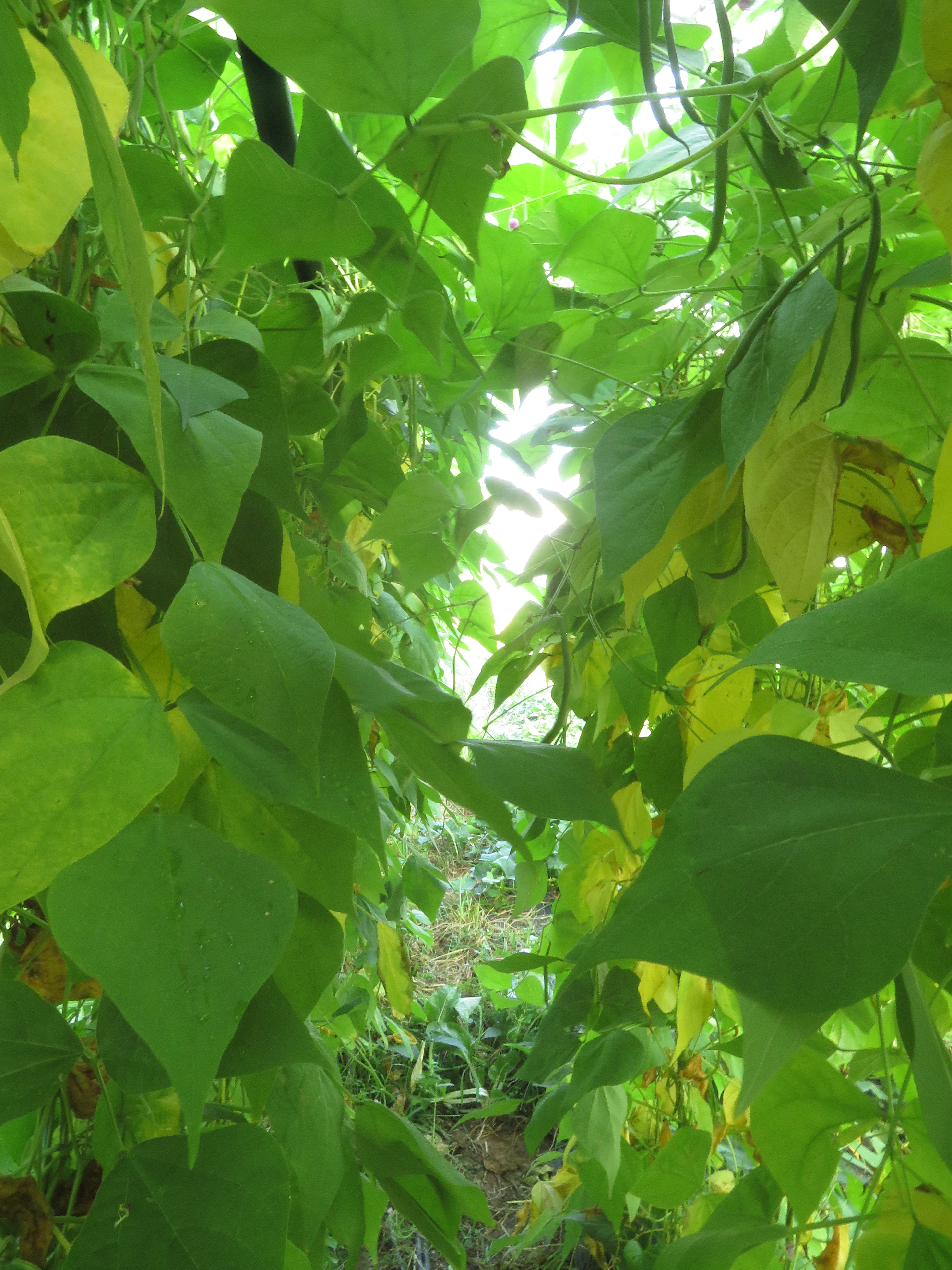 LE POTAGER DU MONCEAU