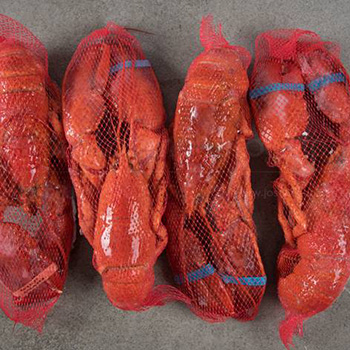 seatrek-lobster-whole.jpg