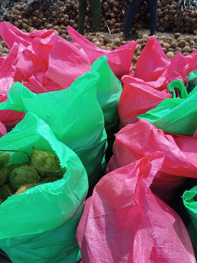 noix_coco_côte-d'ivoire#kodra-export_6.JPG