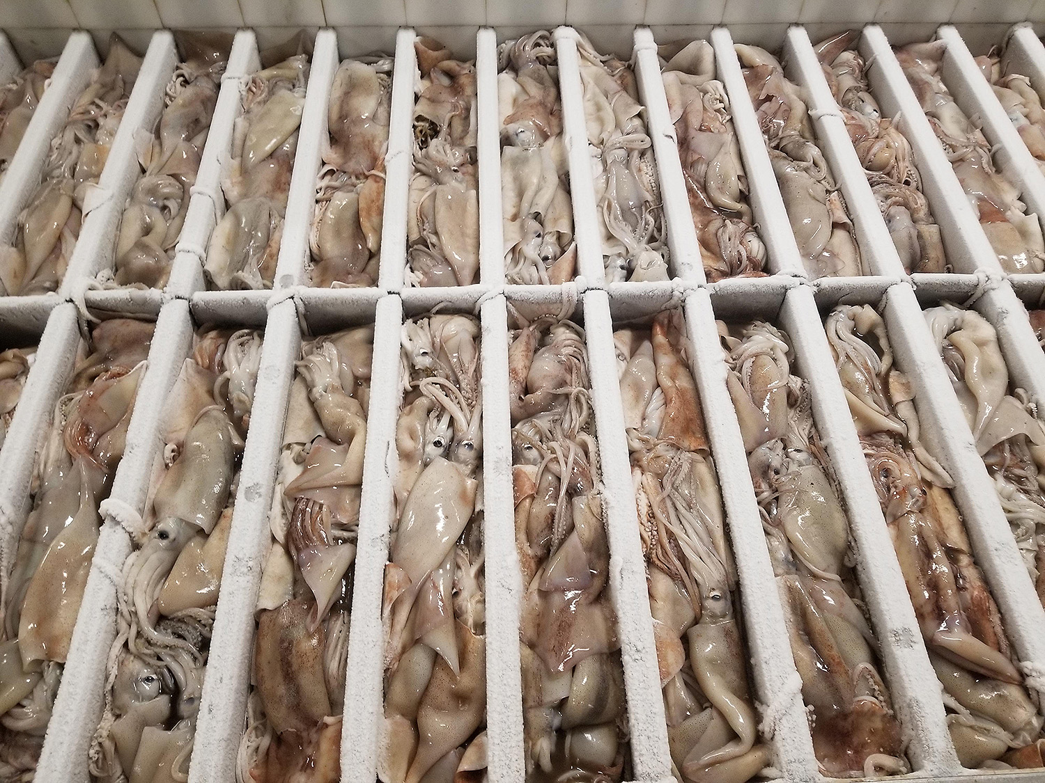 norpel-illex-squid.jpg