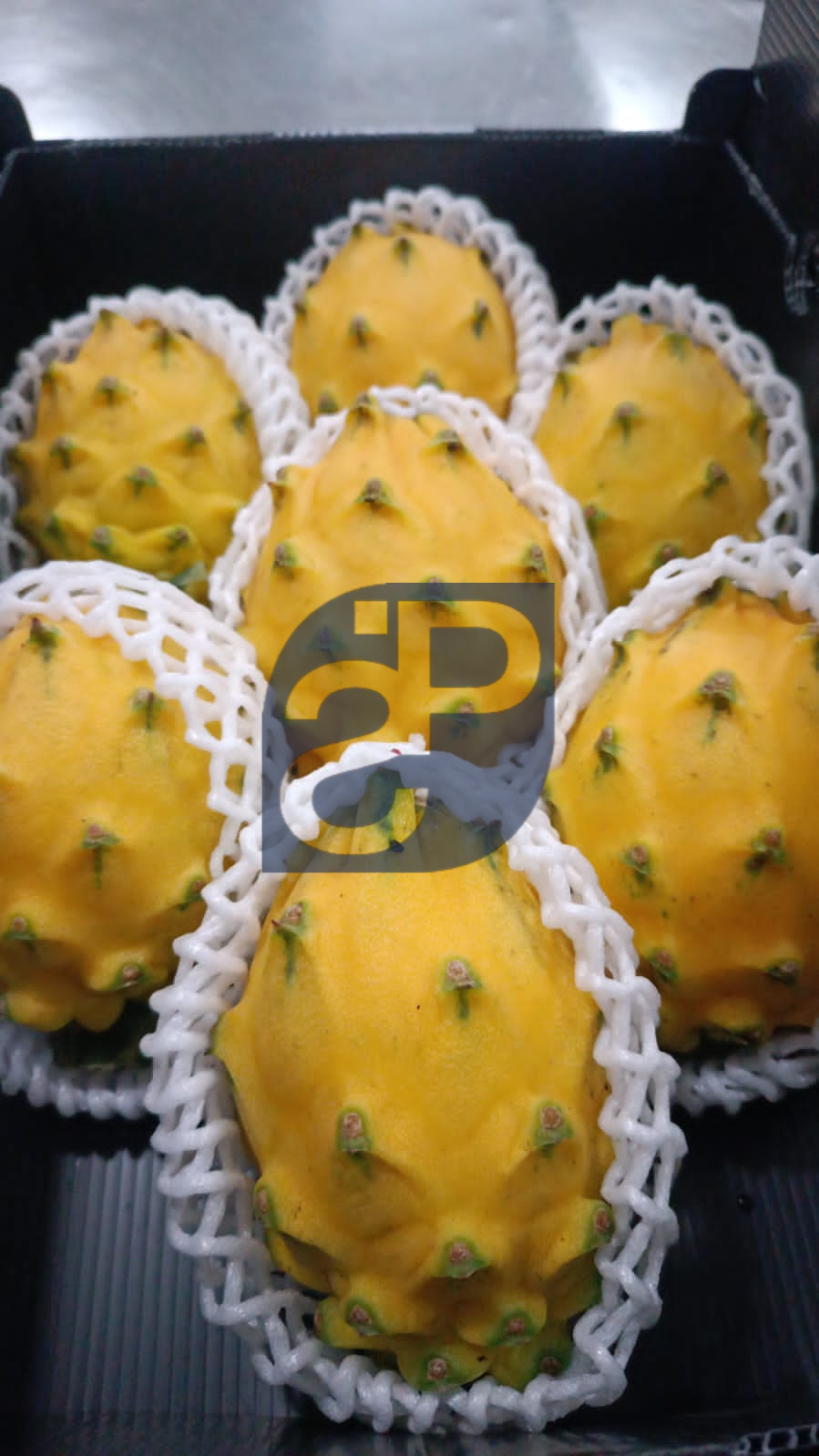 Yellow Pitaya (Dragon Fruit) - Standard & Partners #5.jpg