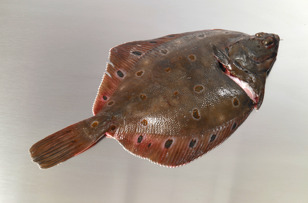 Plaice-whole.jpg