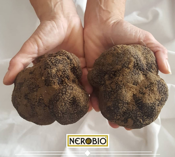 Tartufo estivo-1.png