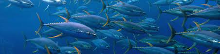 Thalassina Pty Ltd - Fish