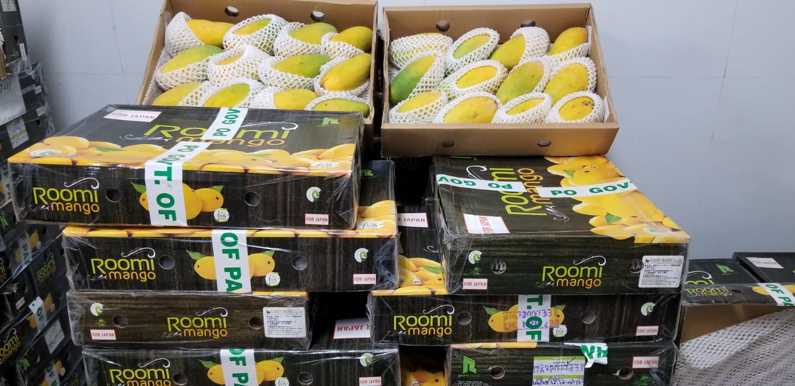 Japan Mango Pack_Sindhri (12).jpeg