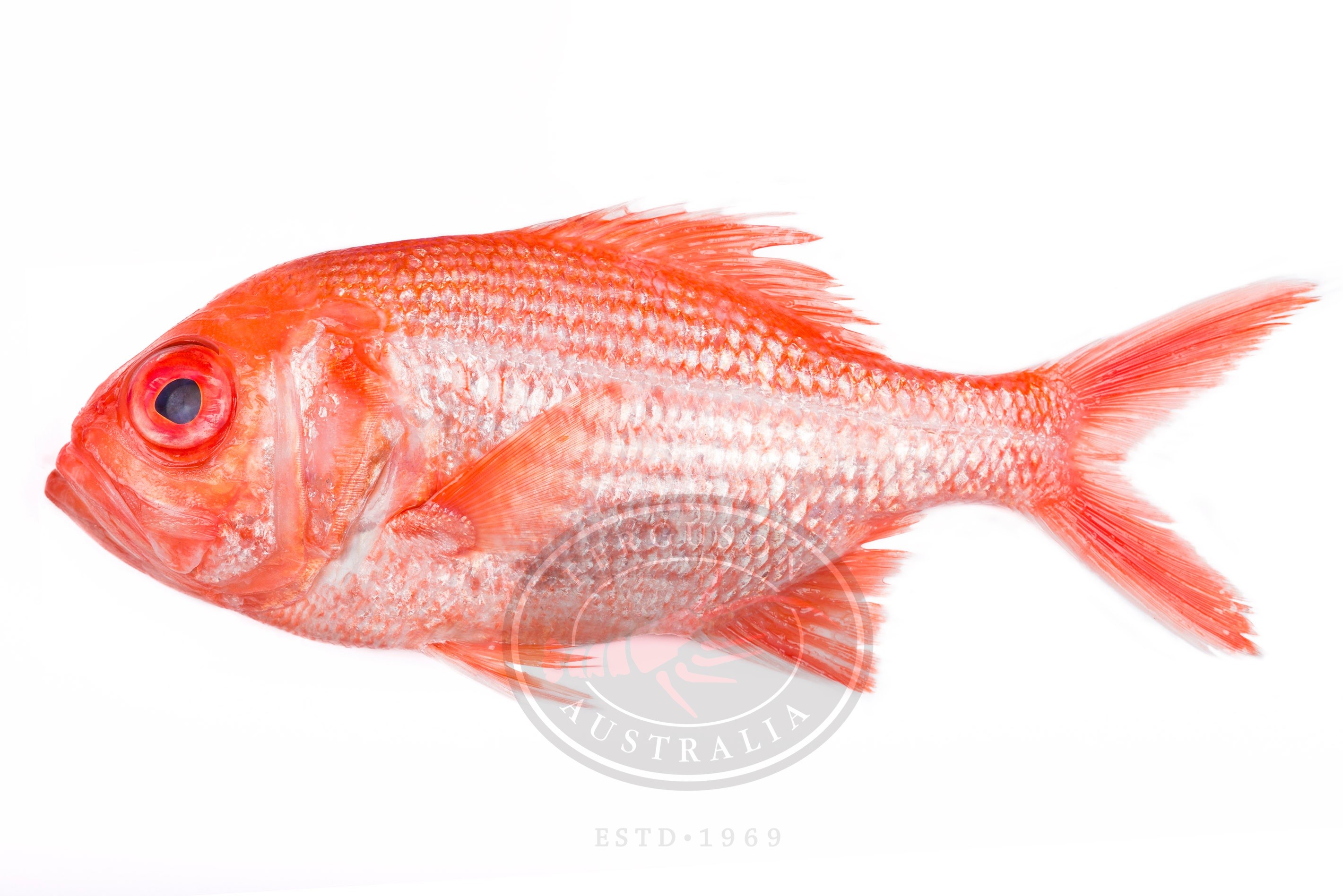 RedfishWhlWMLR.jpg